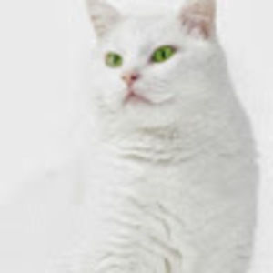 Meet your Posher, Lizz